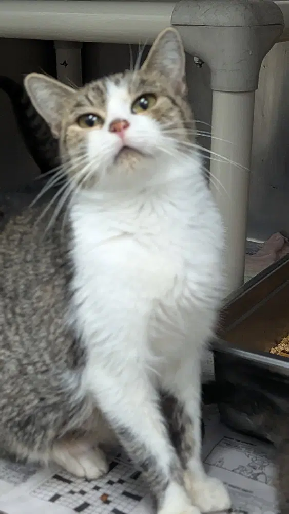 Kim Possible, an adult female cat up for adoption