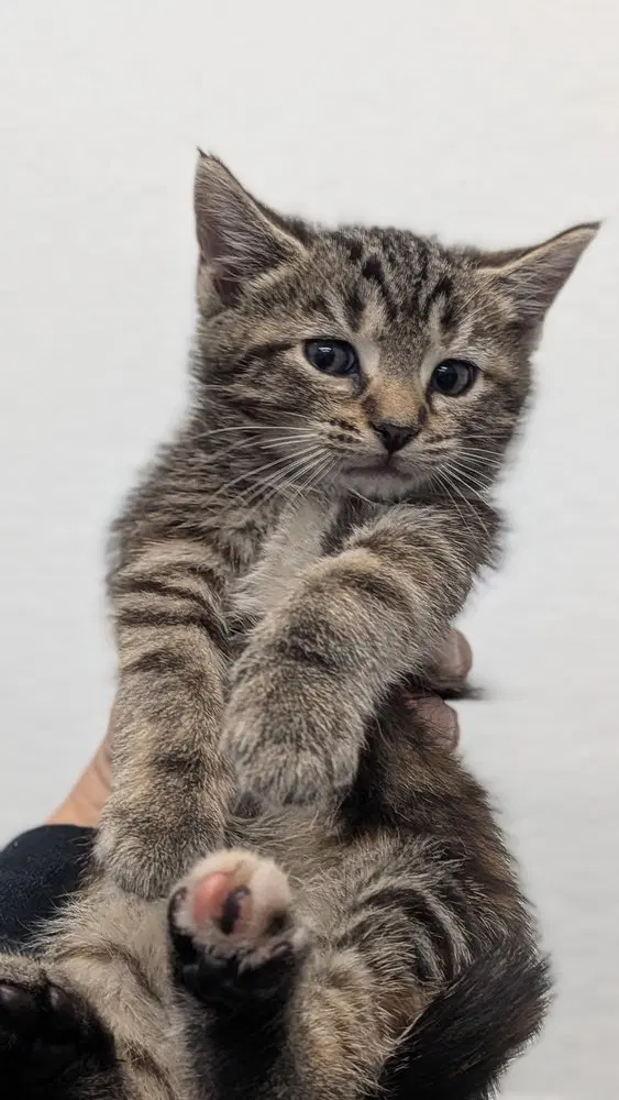 Shego, a female kitten up for adoption