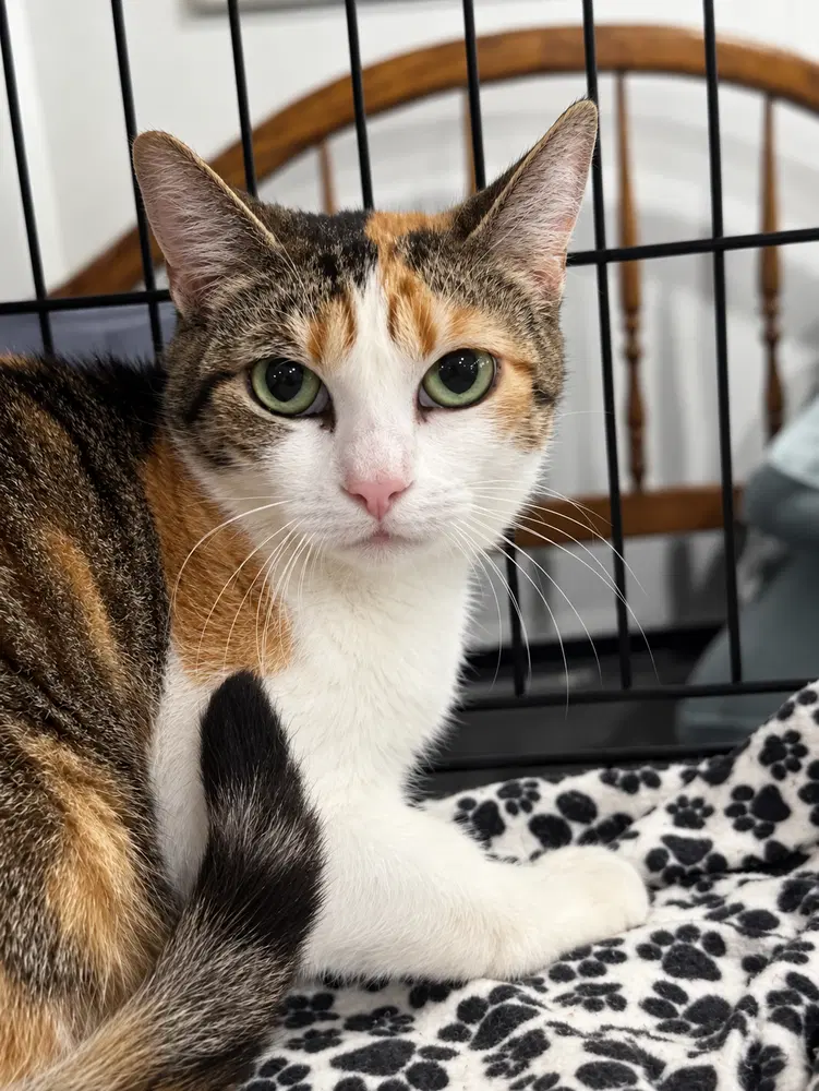 Lia, an adult female cat up for adoption