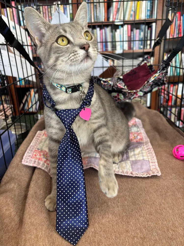D.C., an adult male cat up for adoption