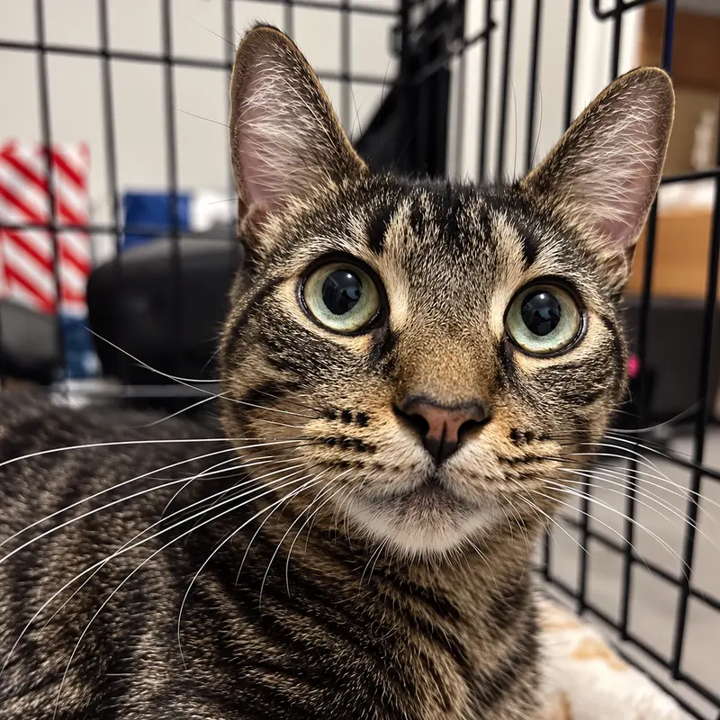 Sphynx, an adult female cat up for adoption