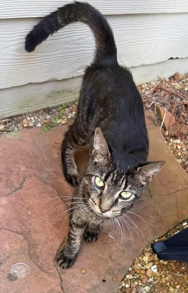 Sphynx, photo 4