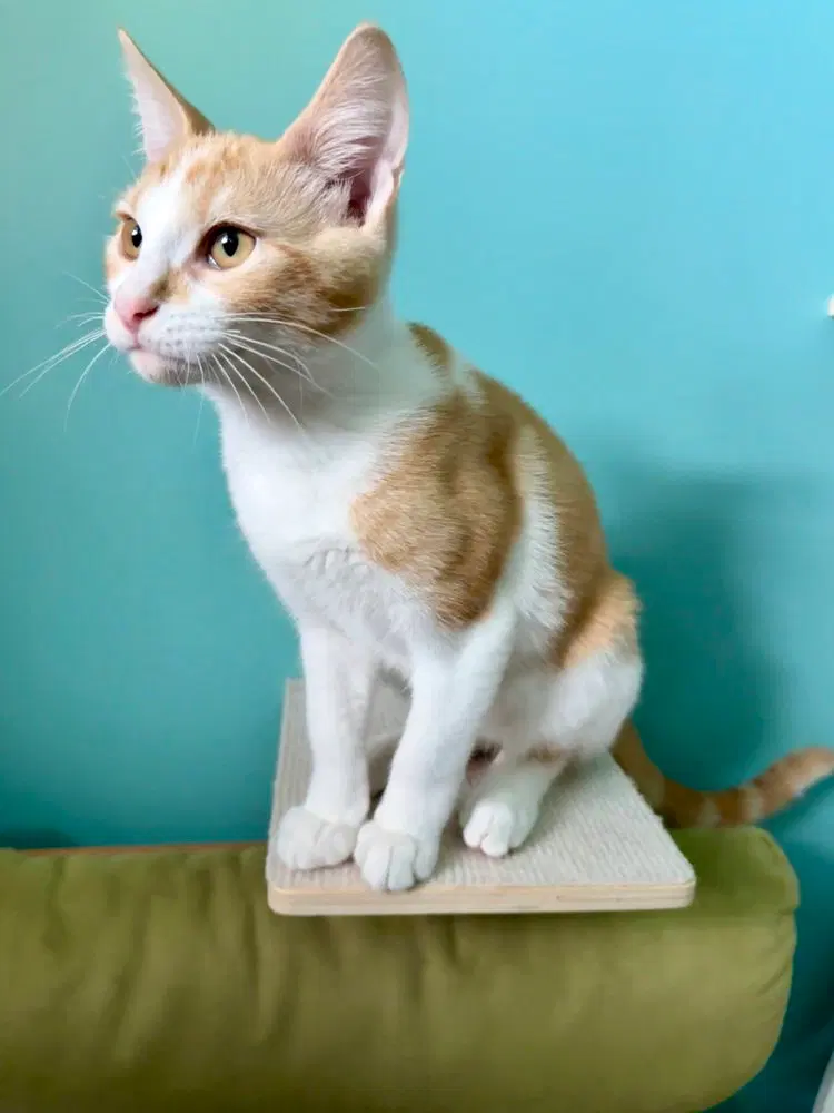 Robin Hood, a male kitten up for adoption