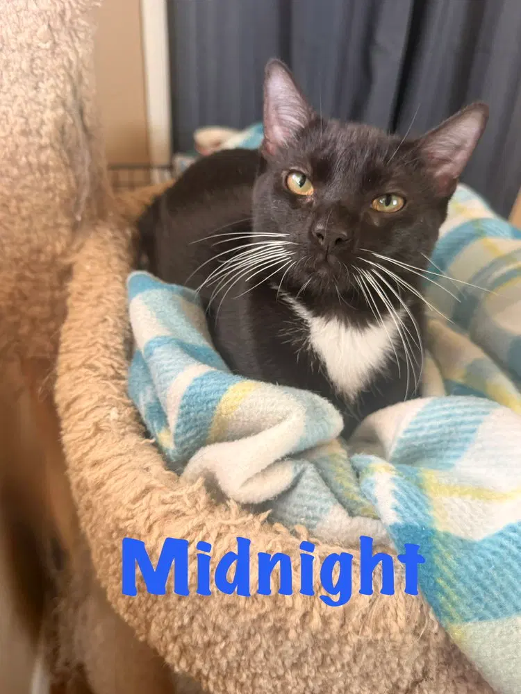 Midnight, a male kitten up for adoption