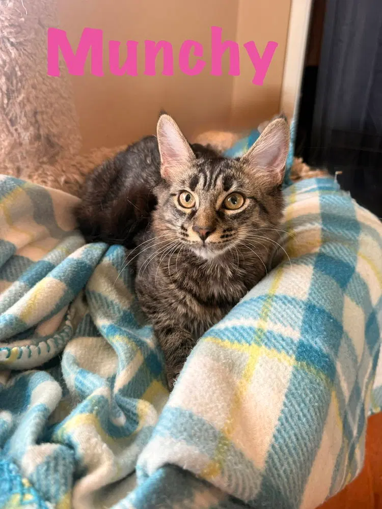 Munchy, a female kitten up for adoption