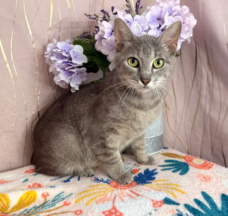 Cressida, an adult female cat up for adoption