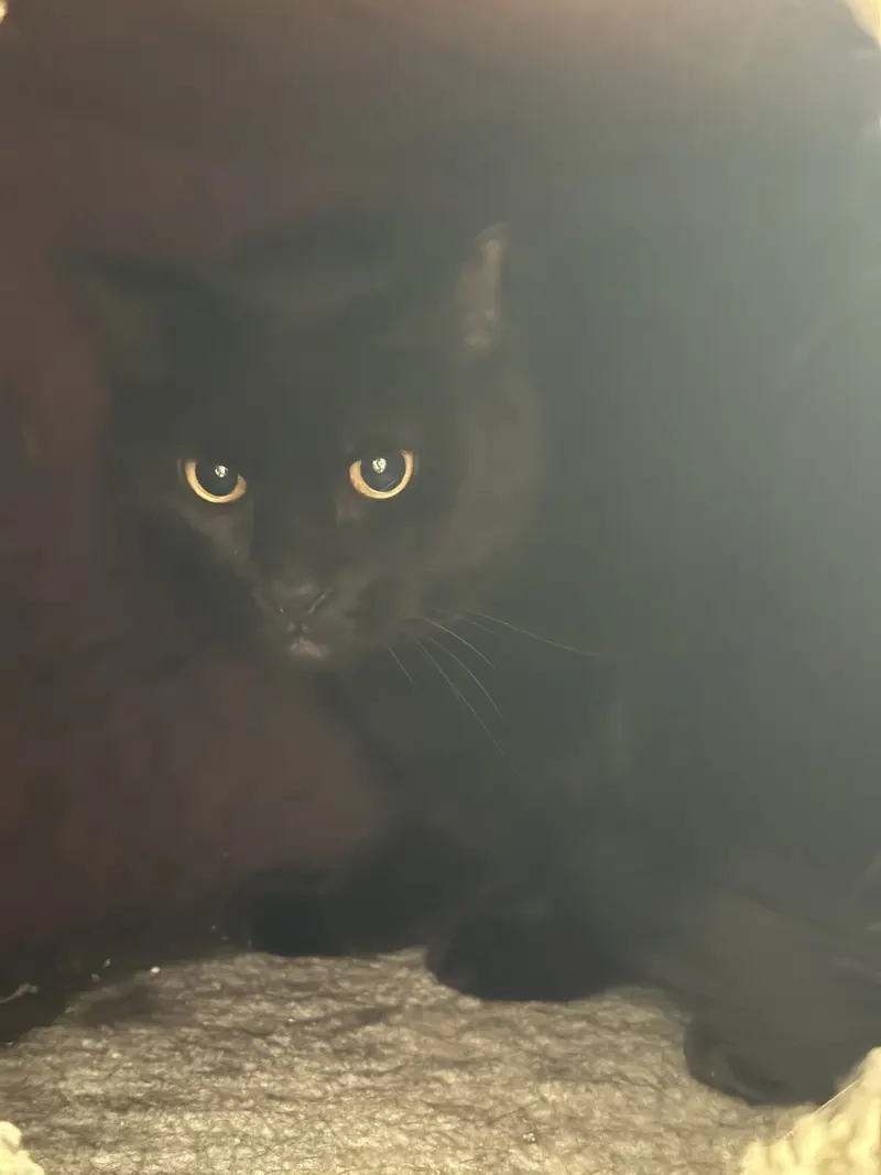 Chazzy & Ollie, photo 2