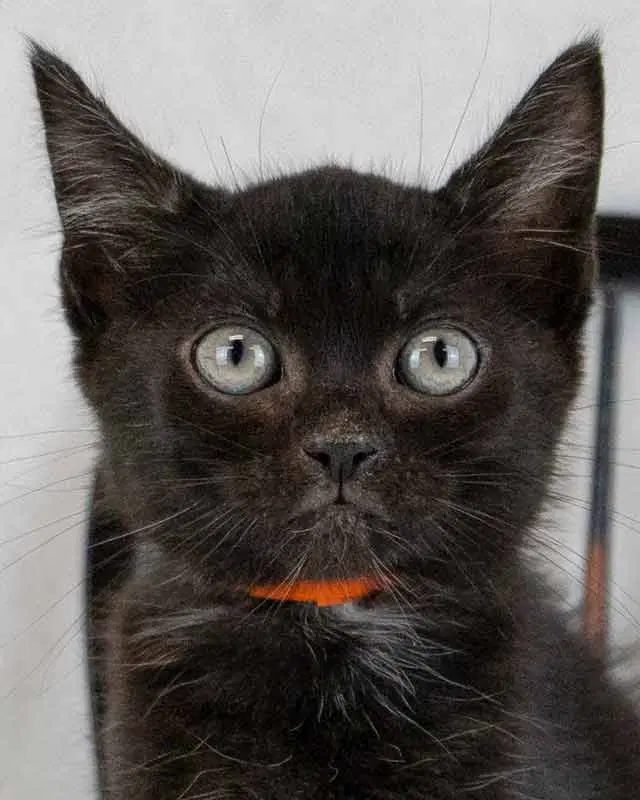 Emu, a female kitten up for adoption