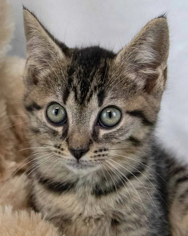 Tas, a male kitten up for adoption