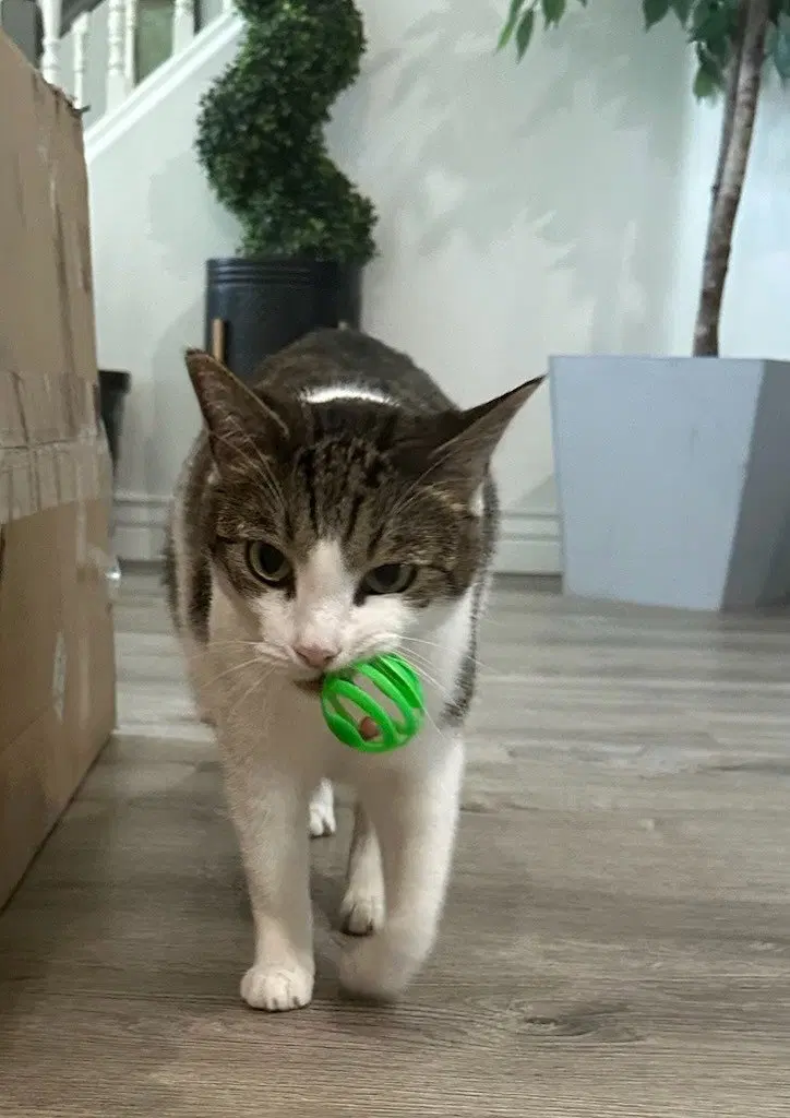 Colin Furreal, an adult male cat up for adoption