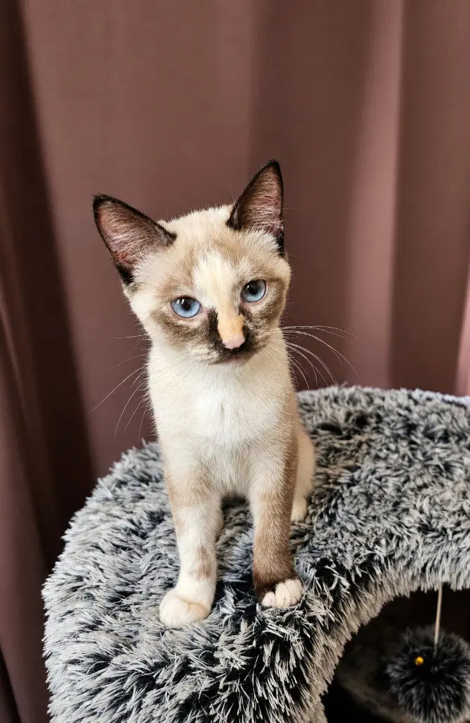 Gracie, a female kitten up for adoption