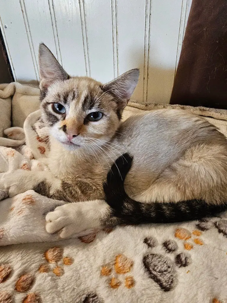 Goldie, a female kitten up for adoption