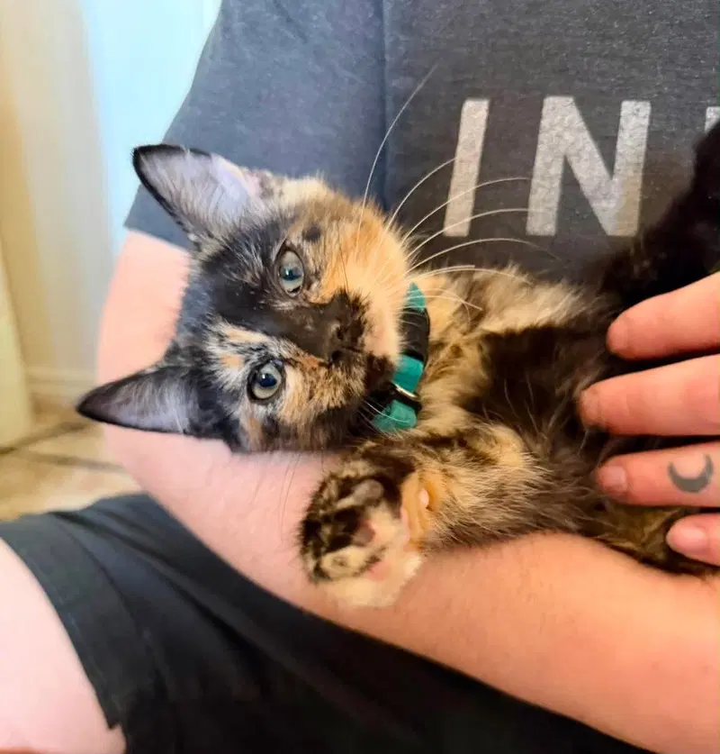 Bologna, a female kitten up for adoption