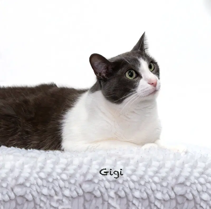 Gigi, an adult female cat up for adoption
