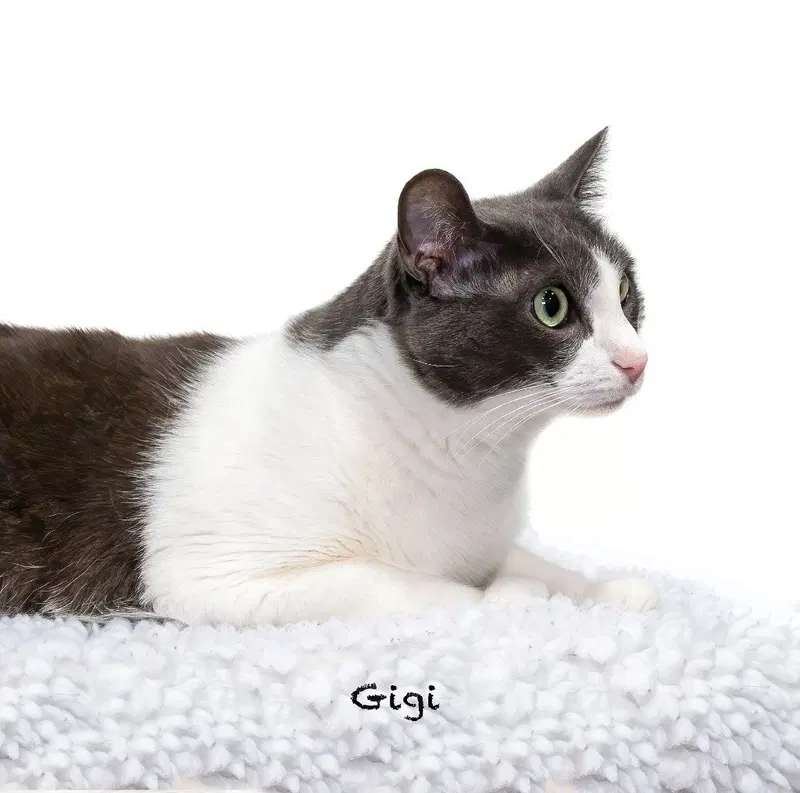 Gigi, photo 2