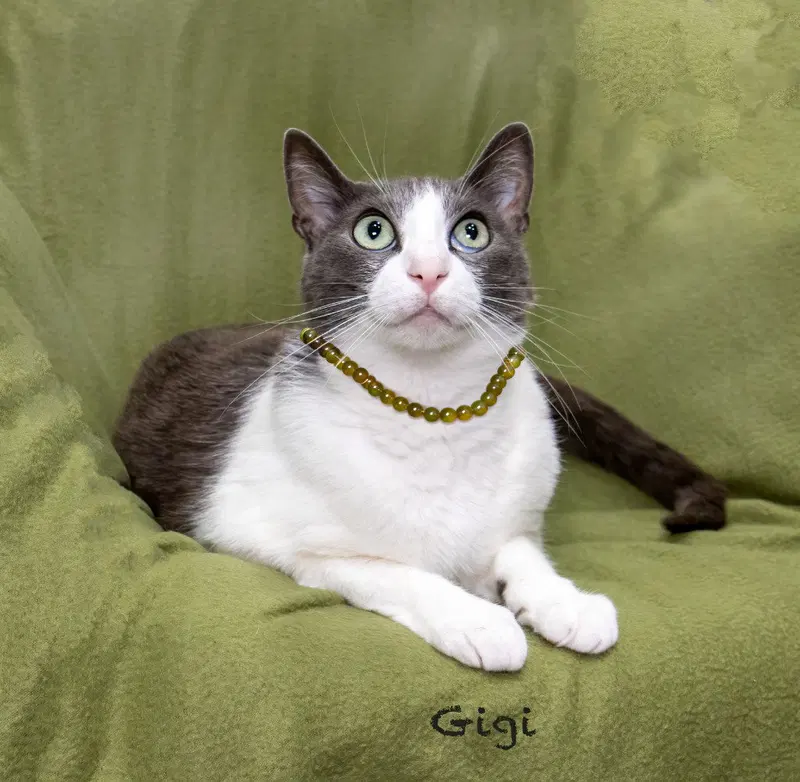 Gigi, photo 3