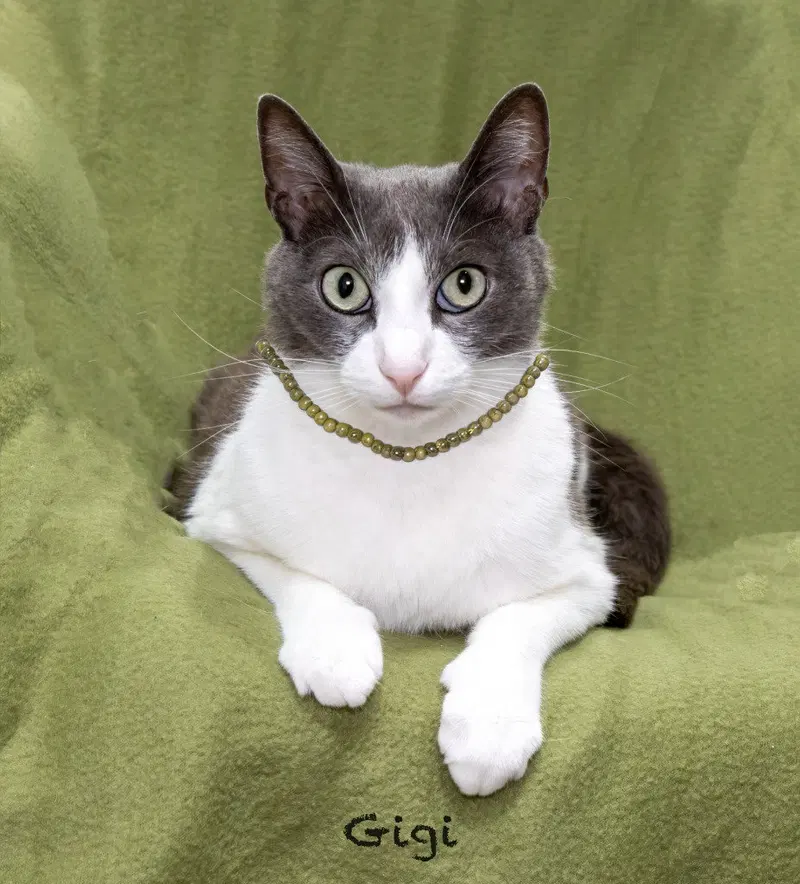 Gigi, photo 4