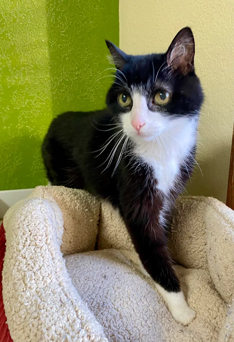 Bob, an adult male cat up for adoption