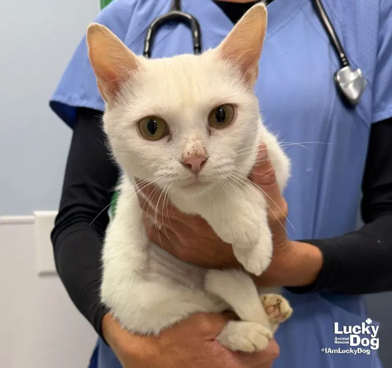 Alaska, an adult female cat up for adoption