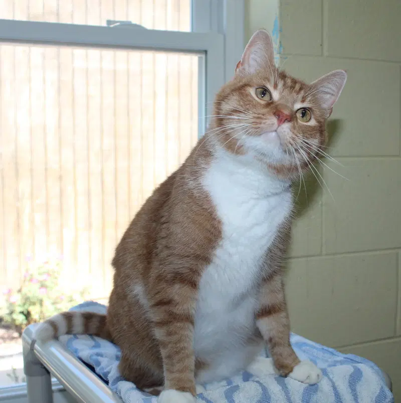 Jinx, an adult male cat up for adoption