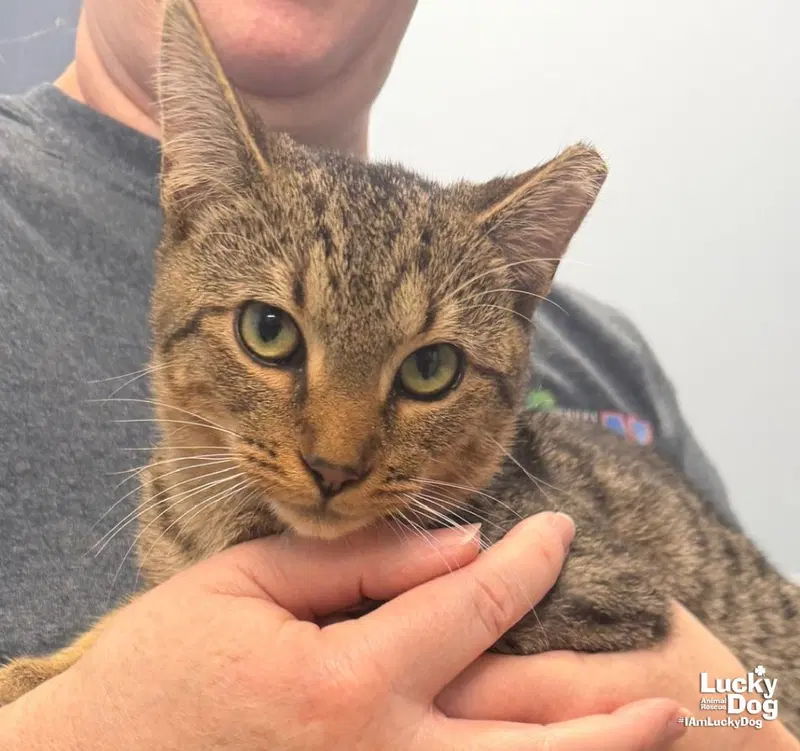 Hondo, a young male cat up for adoption