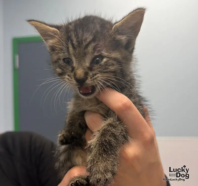 Squeeky, a female kitten up for adoption