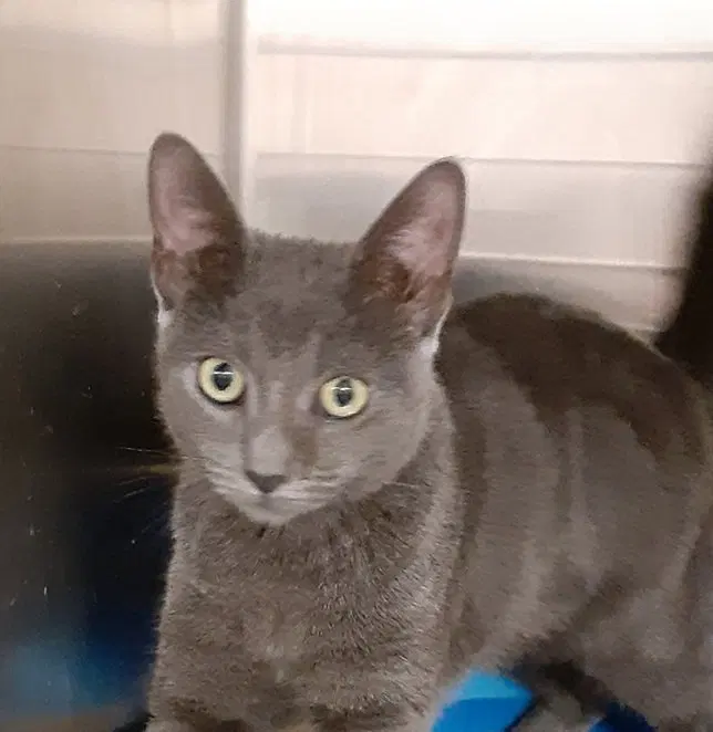 Reese, a young male American Shorthair cat up for adoption