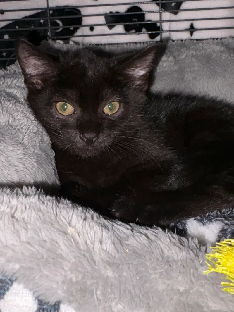 Coraline, a female kitten up for adoption