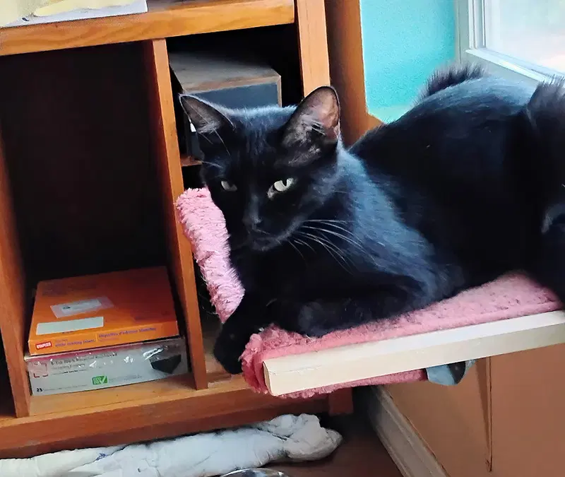 Sabrina, an adult female cat up for adoption