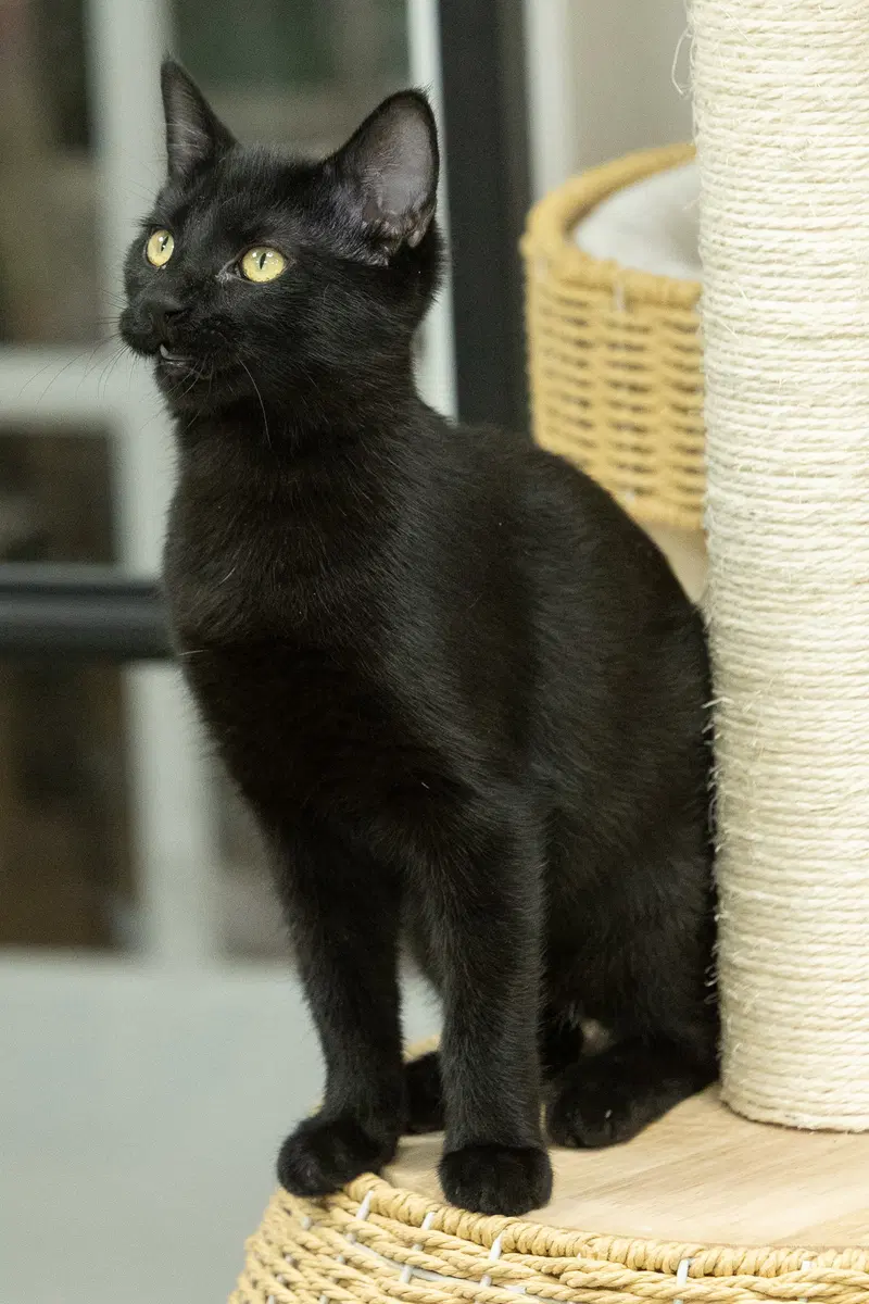 Laven, a female kitten up for adoption