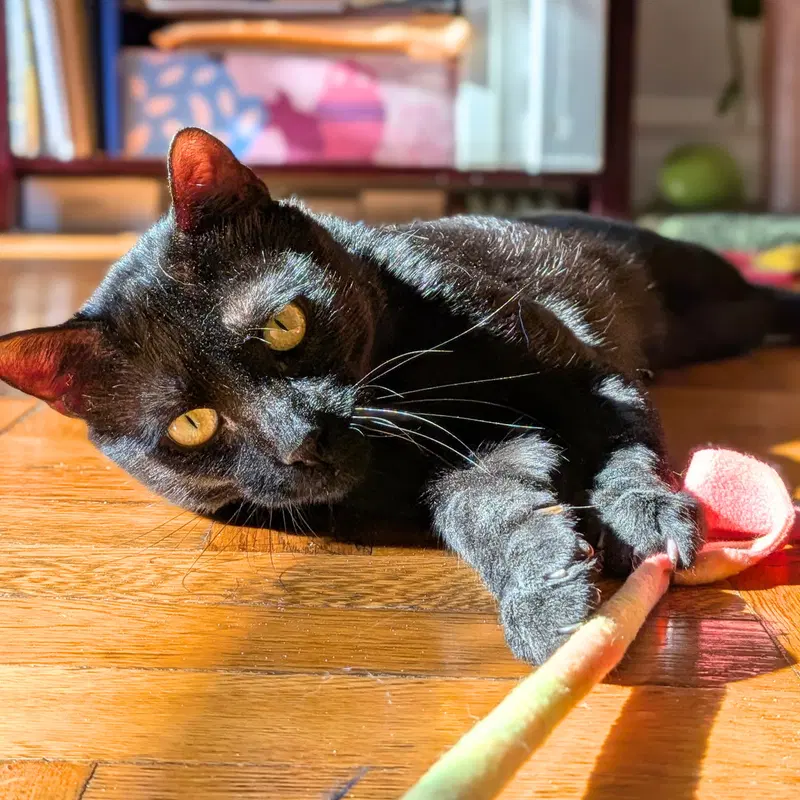 Sprite, an adult male cat up for adoption