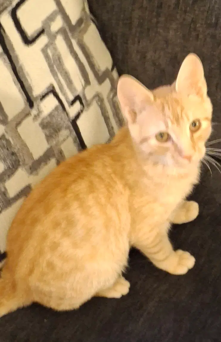 Hobbes, a male kitten up for adoption