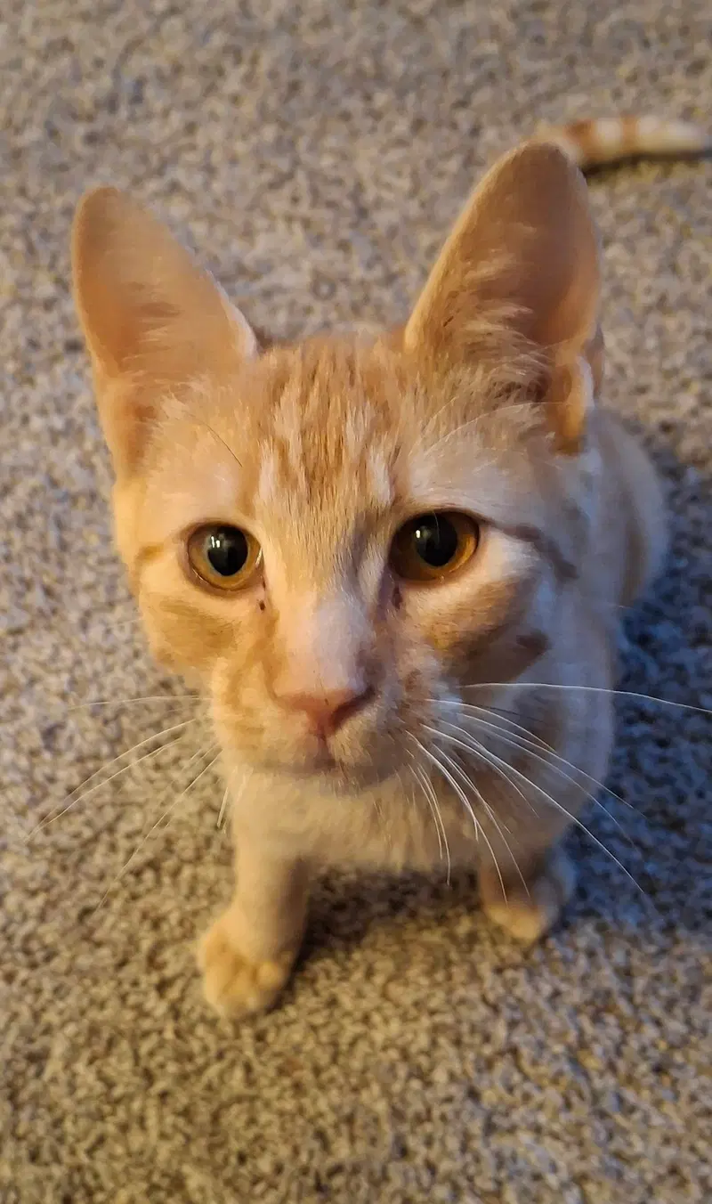 Hobbes, photo 2