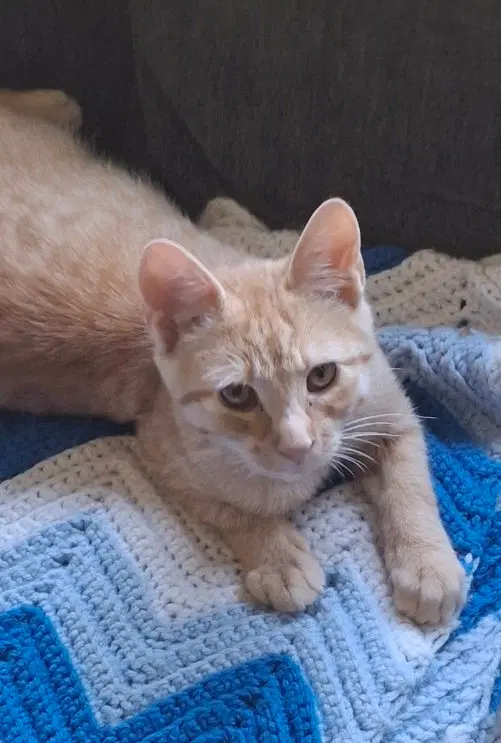 Hobbes, photo 4