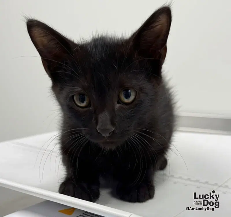 Cosmo, a male kitten up for adoption