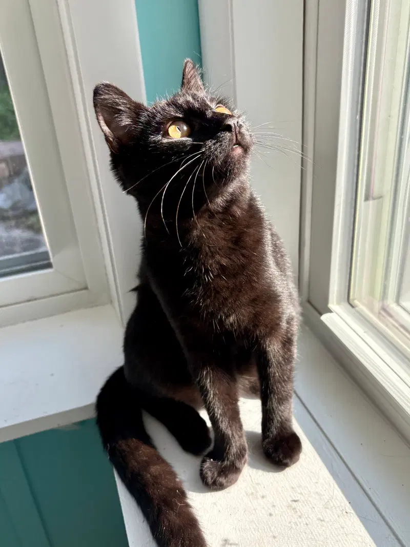 Maisie, photo 7