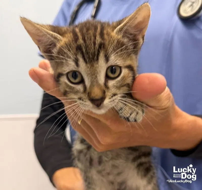 Boaz, a male kitten up for adoption
