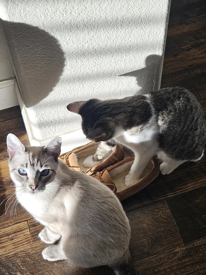Stefan & Damon, young male Siamese cats up for adoption
