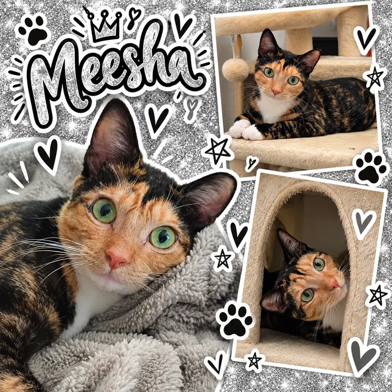 Meesha, photo 2