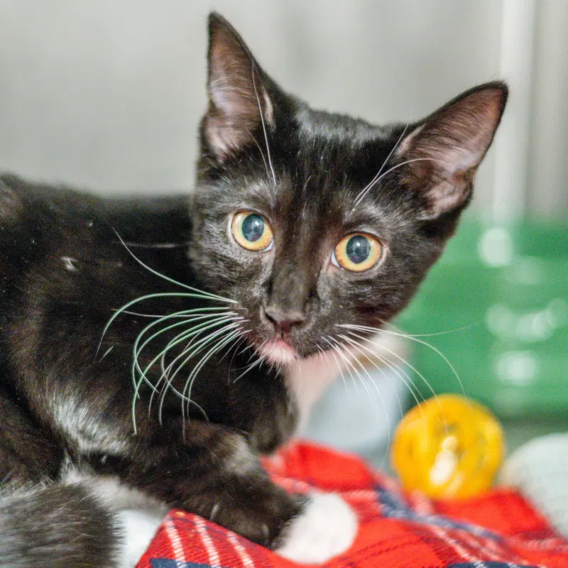 Levi, a male kitten up for adoption