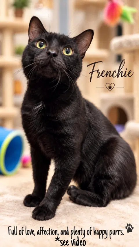 Watch the video of Frenchie Willow Grove