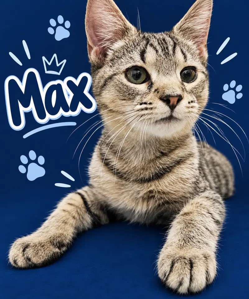 Max C, photo 4
