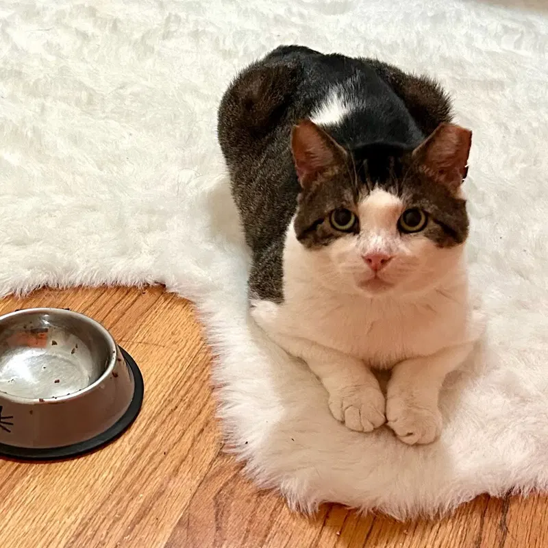 Meatball, photo 3