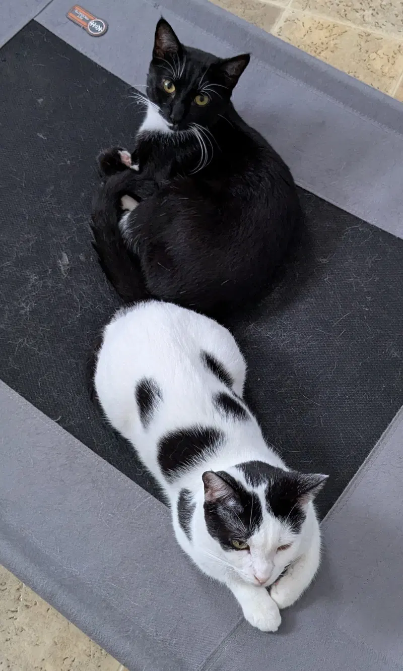 Mother and Son, adult cats up for adoption