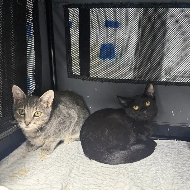 Bric a Brac & Knick Knack, male kittens up for adoption