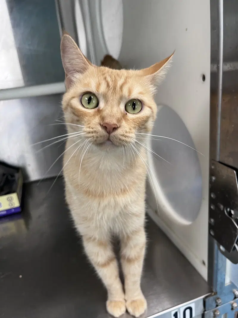 Abby, an adult cat up for adoption
