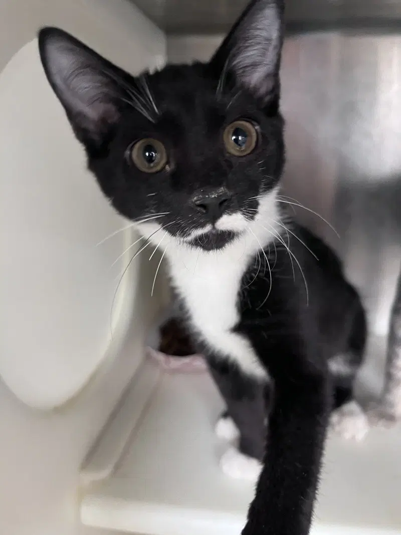 Esther, a young female cat up for adoption