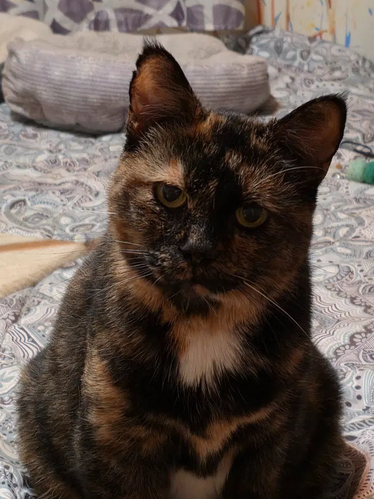 Sweetie, a senior female cat up for adoption