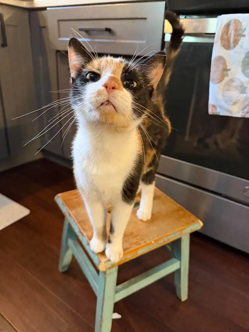 Kat, an adult female Calico cat up for adoption