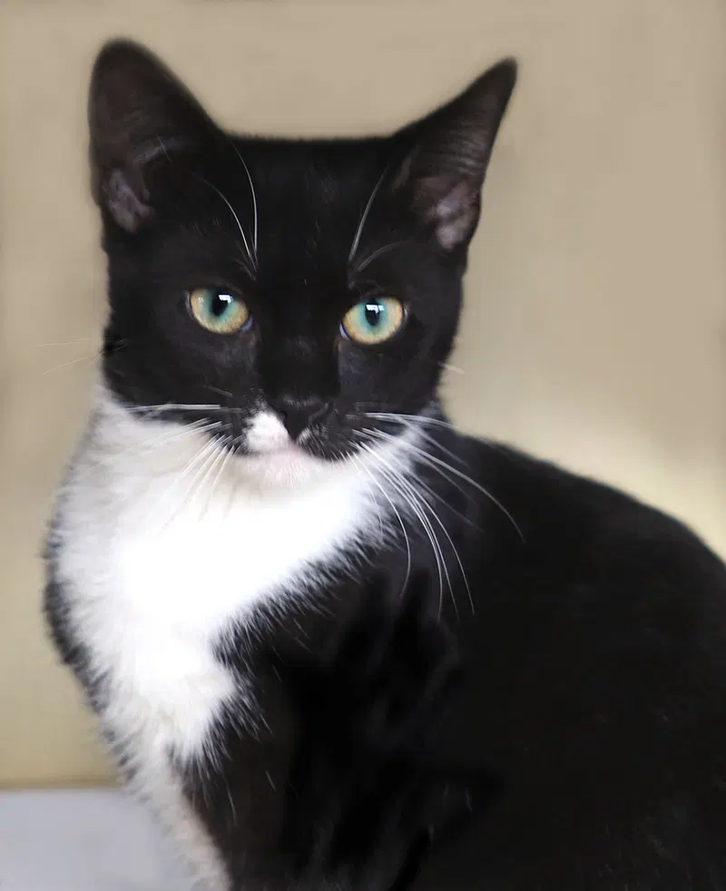 Ryland, a male kitten up for adoption